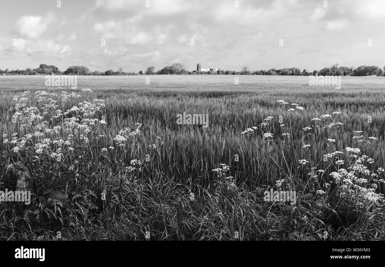 Beautiful English countryside with wheat field and ancient minster on horizon on bright morning under blue sky in Beverley, Yorkshire, UK. Stock Photo