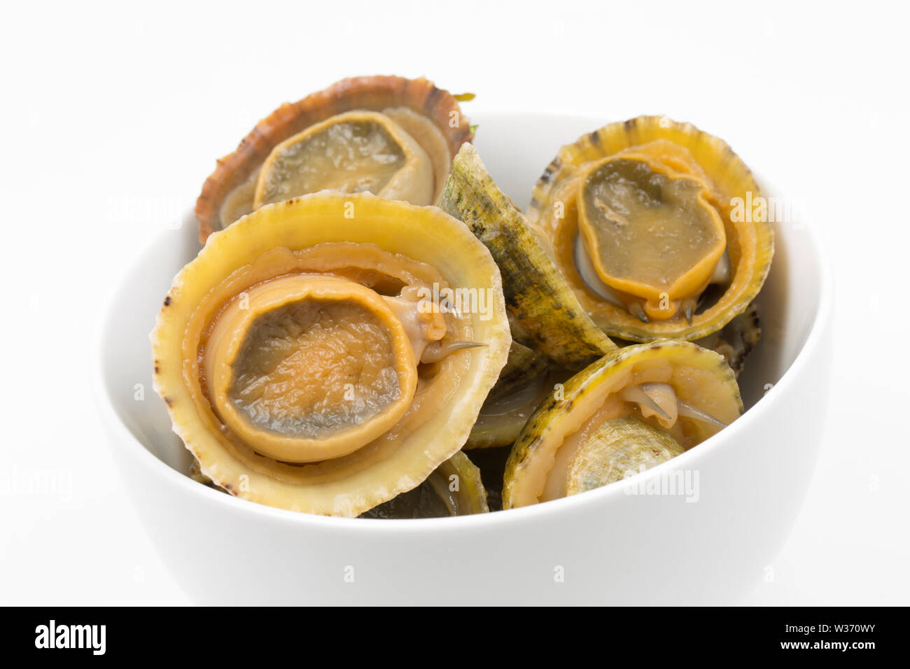 Commom limpets, Patella vulgata, that have been gathered while seashore foraging in Dorset. They will be used to make a dish popular in the Azores cal Stock Photo