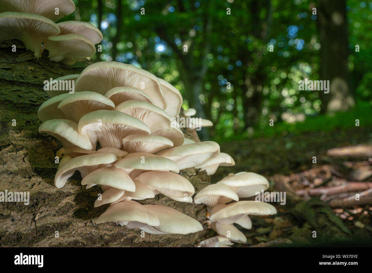 Veiled Oyster mushroom/fungi, Pleurotus dryinus, mid summer in old oxfordshire woodland Stock Photo