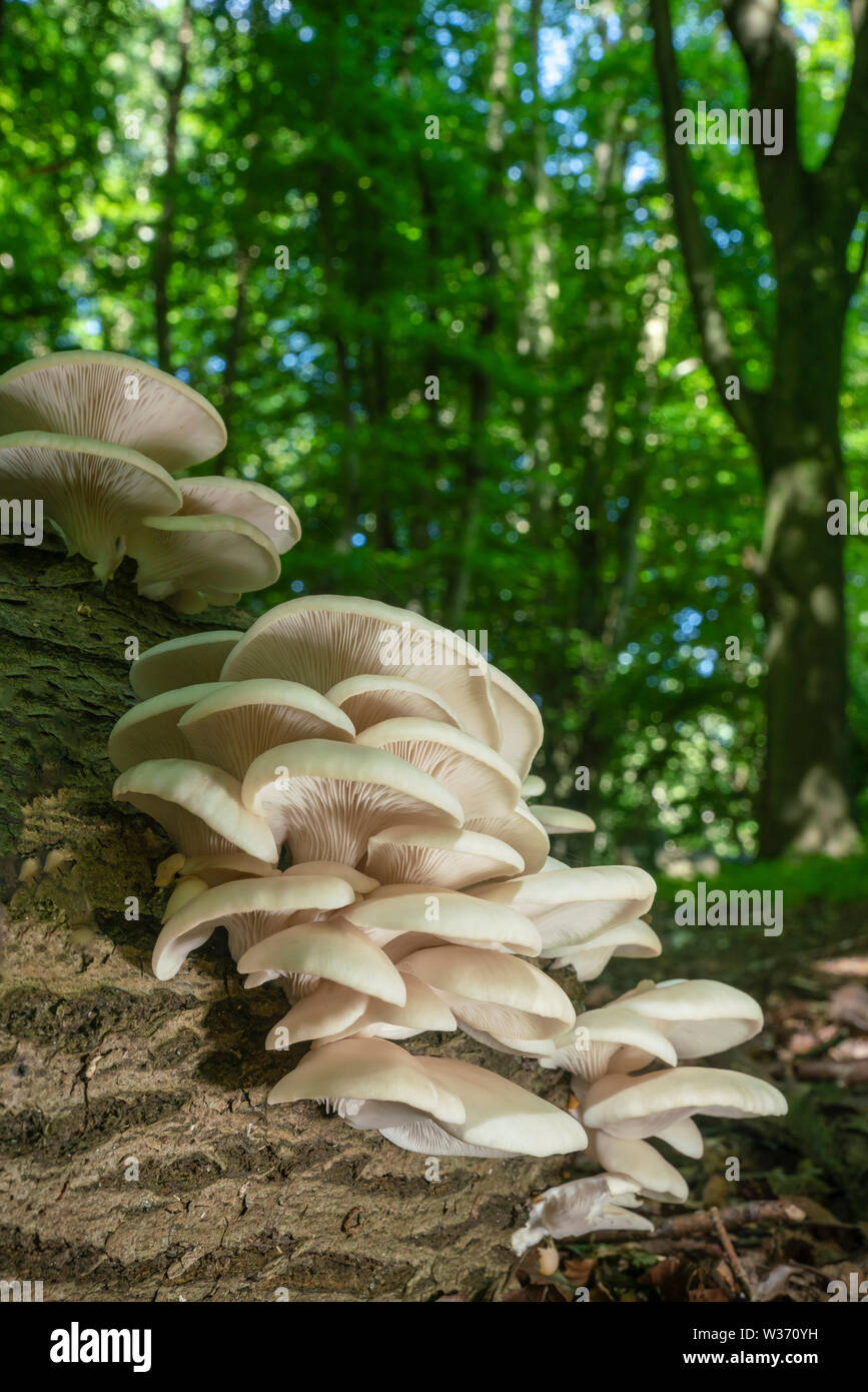 Veiled Oyster mushroom/fungi, Pleurotus dryinus, mid summer in old oxfordshire woodland Stock Photo