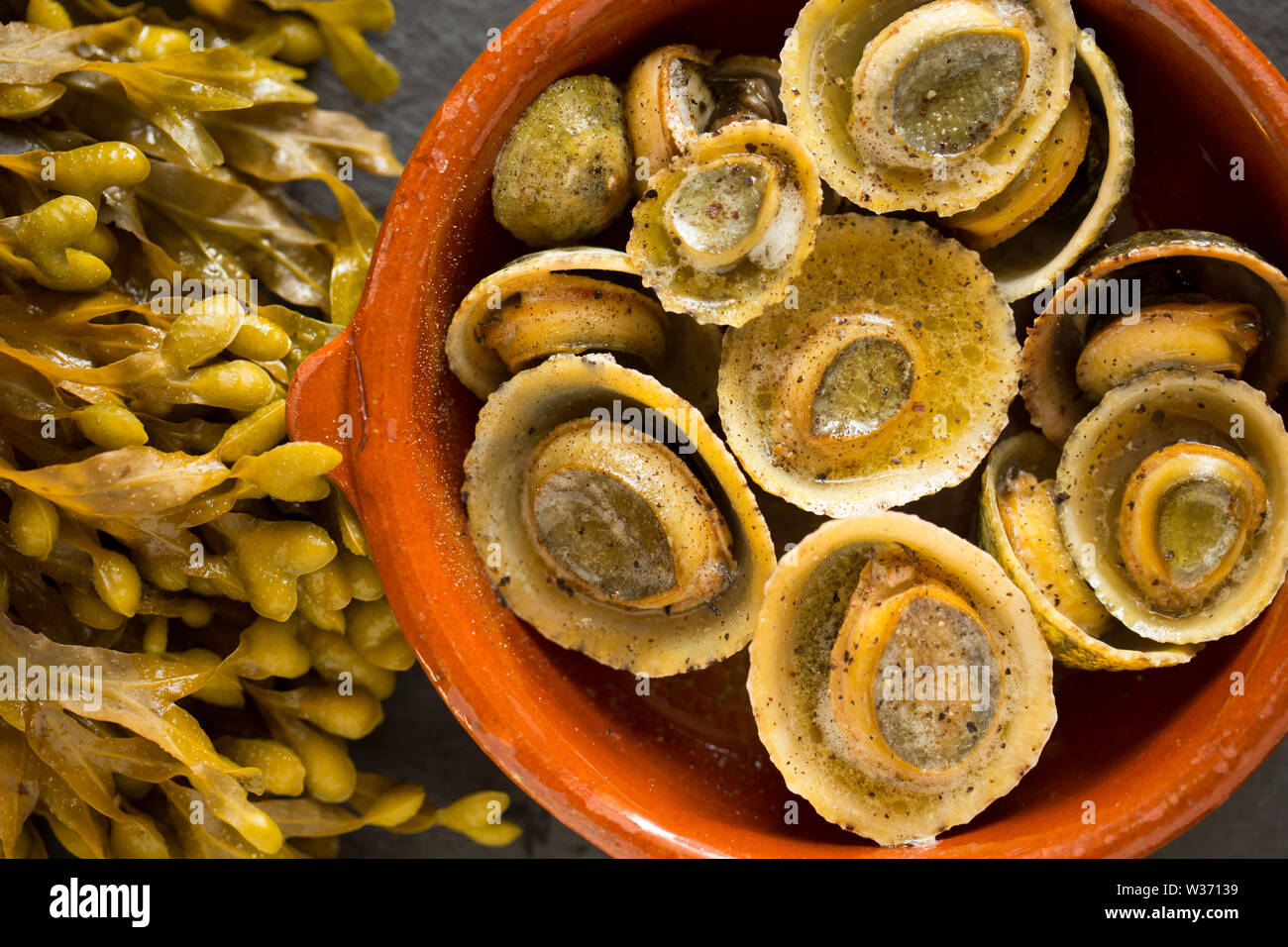 Commom limpets, Patella vulgata, that have been gathered while seashore foraging in Dorset. That have been used to make a dish popular in the Azores c Stock Photo