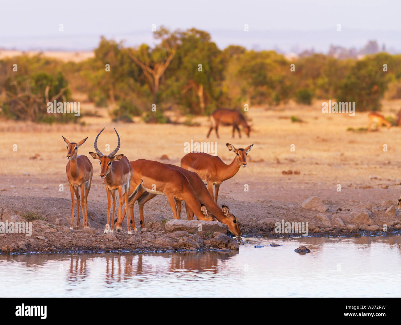 Impala herd drink water at waterhole, Aepyceros melampus, Ol Pejeta Conservancy, Kenya, East Africa. Group of impalas, African safari in Kenya Stock Photo