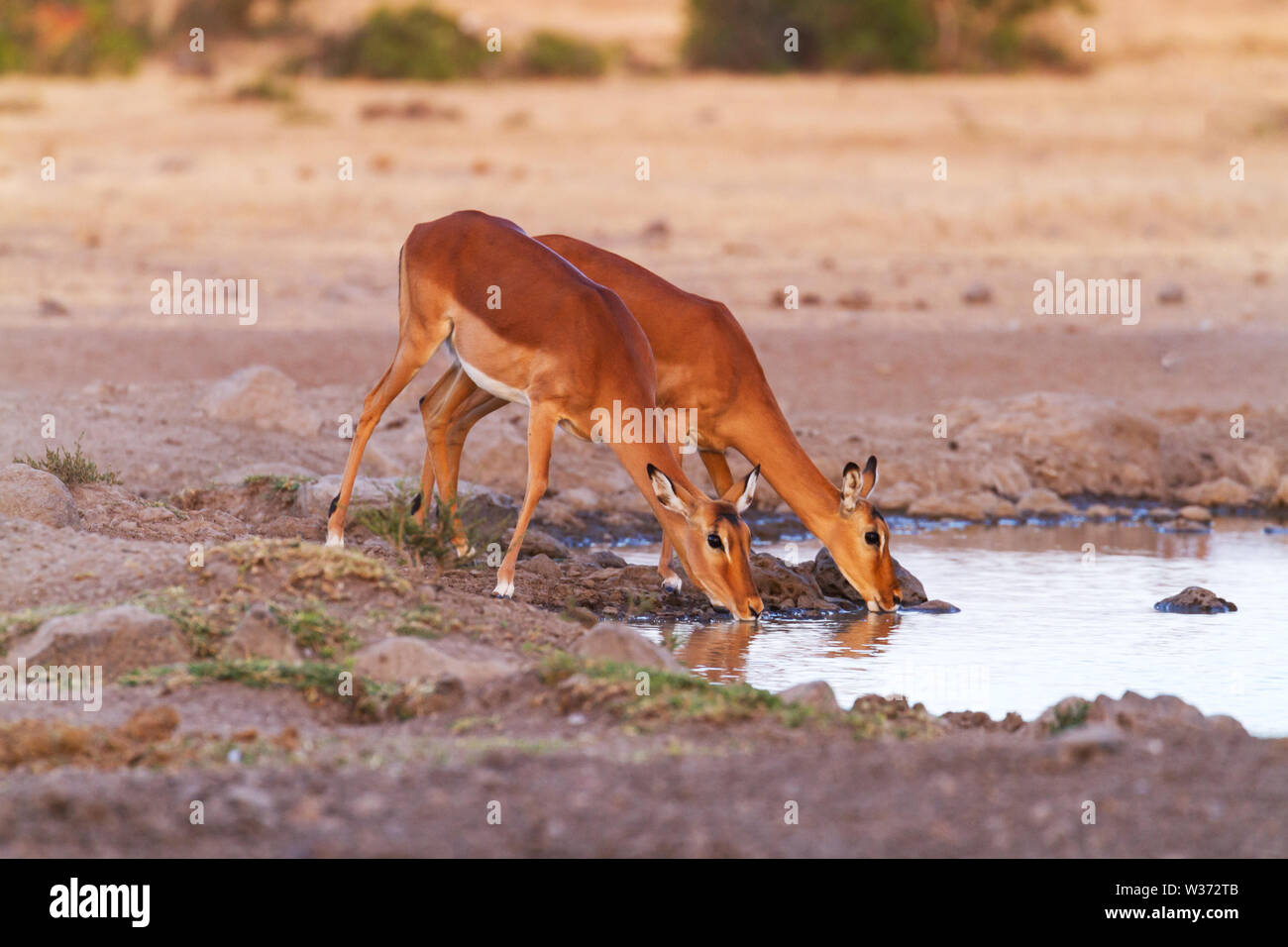 Two impalas, Aepyceros melampus, stretch to drink water at waterhole, Ol Pejeta Conservancy, Kenya, East Africa. Copy space wild African safari Stock Photo
