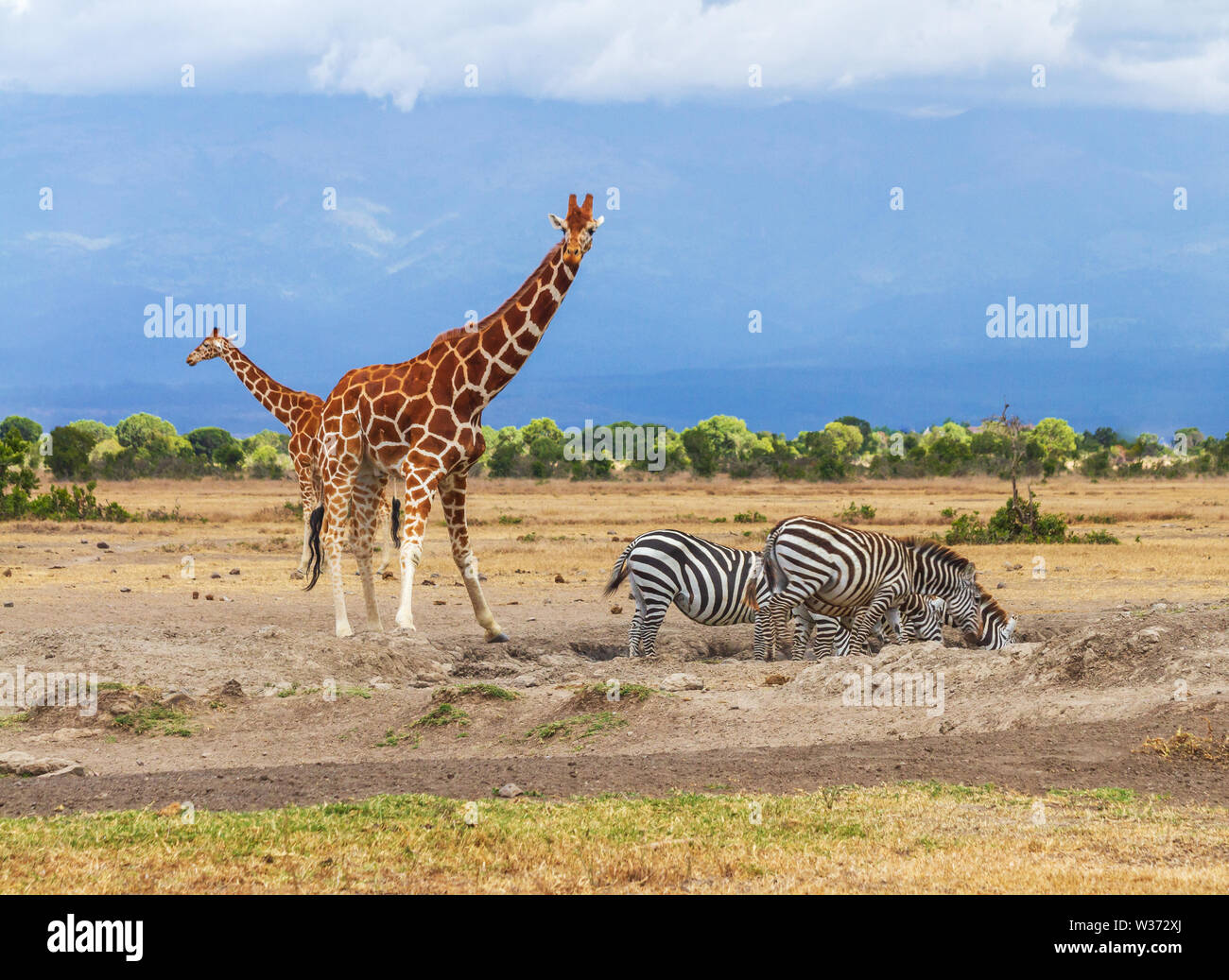 Two reticulated giraffes behind group of zebras who are drinking water. Giraffa camelopardalis reticulata. Ol Pejeta Conservancy, Kenya, Africa Stock Photo