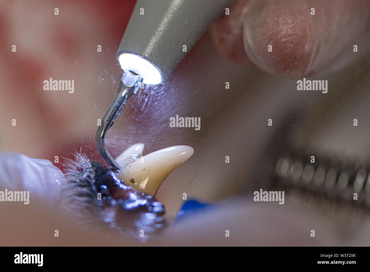 Dentist cleans the teeth of a dog with ultrasound device. Clean white