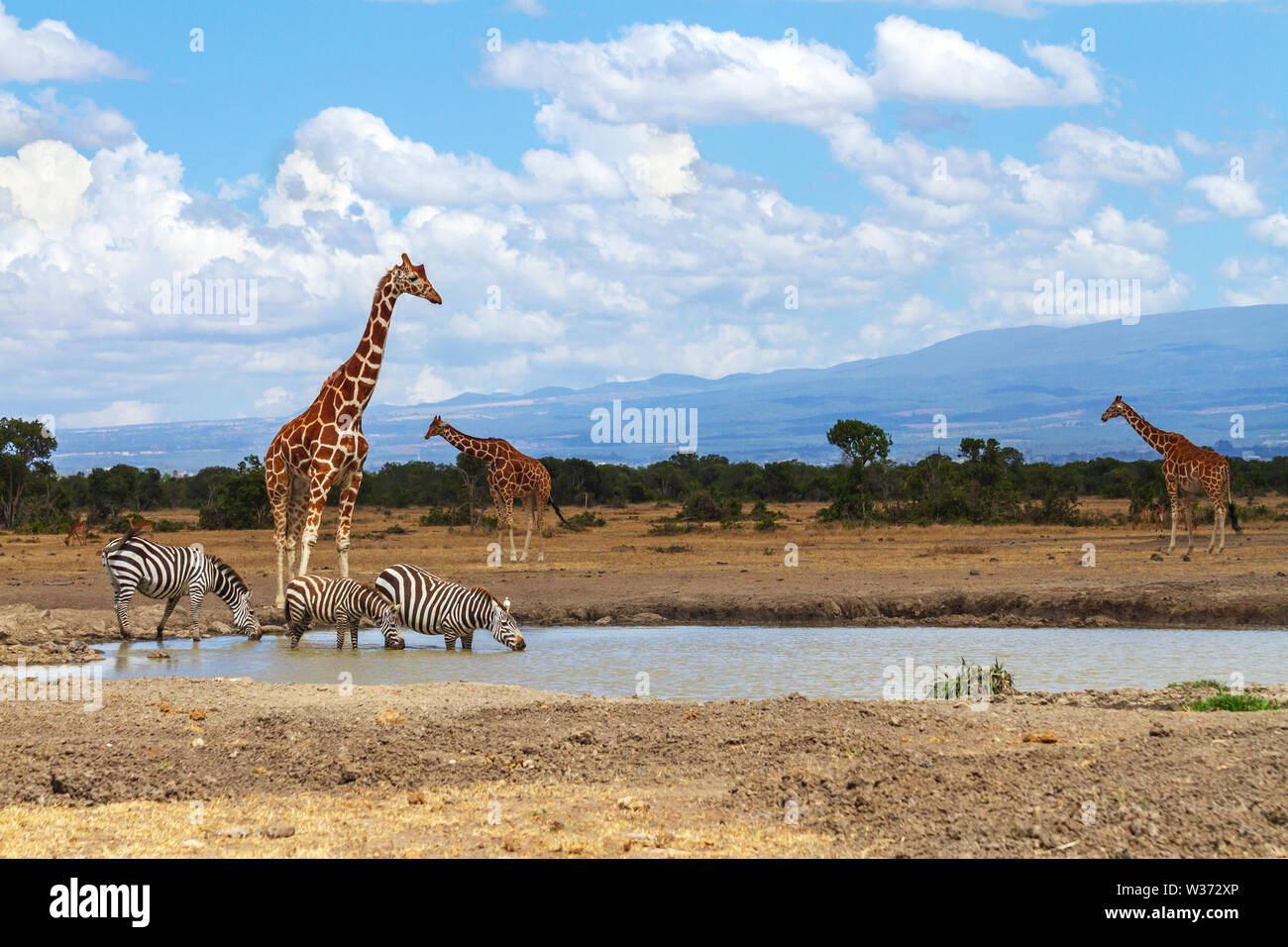 Three reticulated giraffes, Giraffa camelopardalis reticulata, wait while zebras drink from waterhole. Ol Pejeta Conservancy, Kenya, Africa Stock Photo