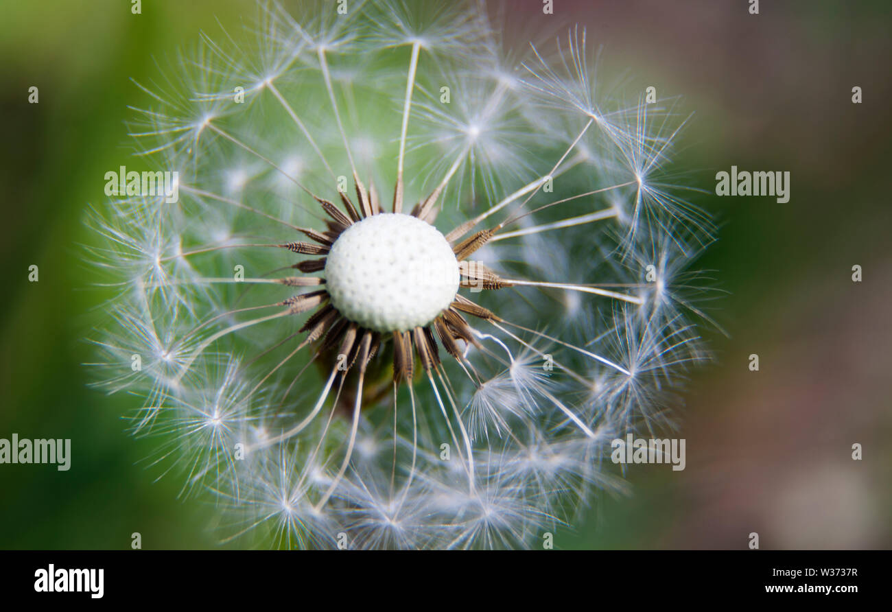 Withered dandelion closeup hi-res stock photography and images - Alamy