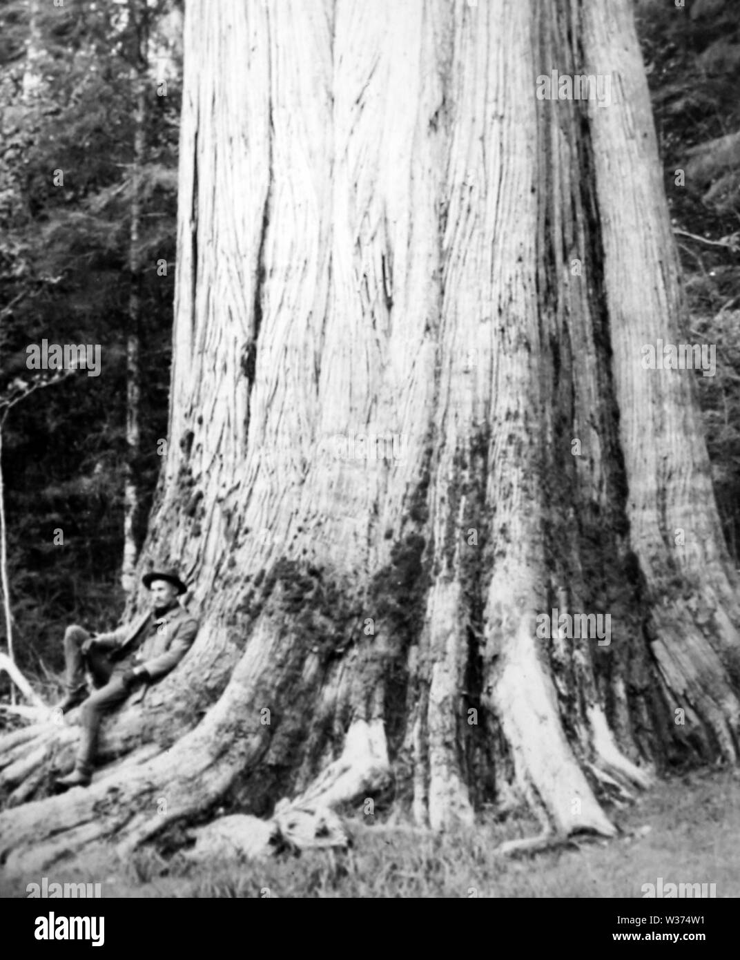 cedar-tree-vancouver-canada-stock-photo-alamy