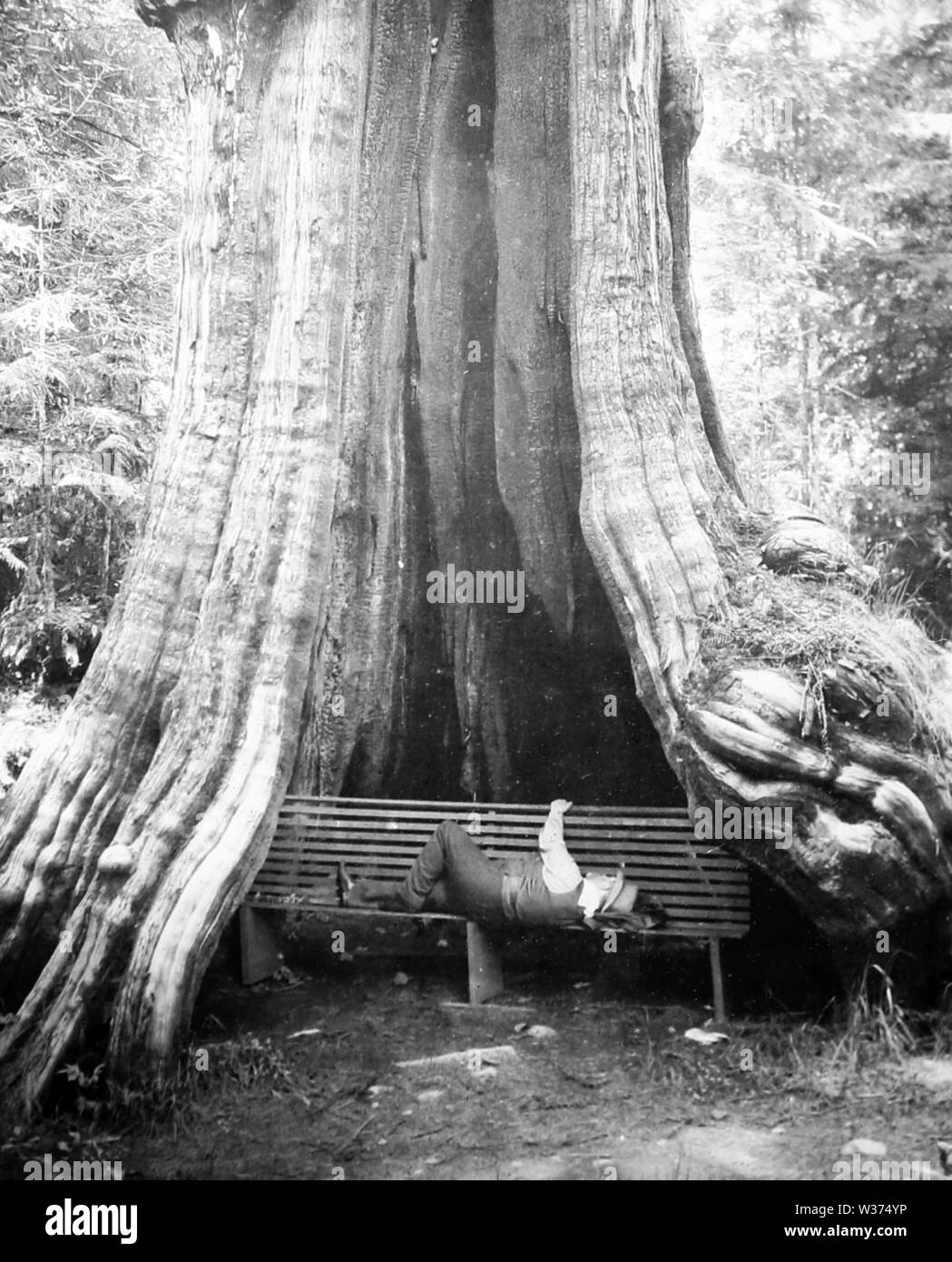 Cedar tree Black and White Stock Photos & Images - Alamy