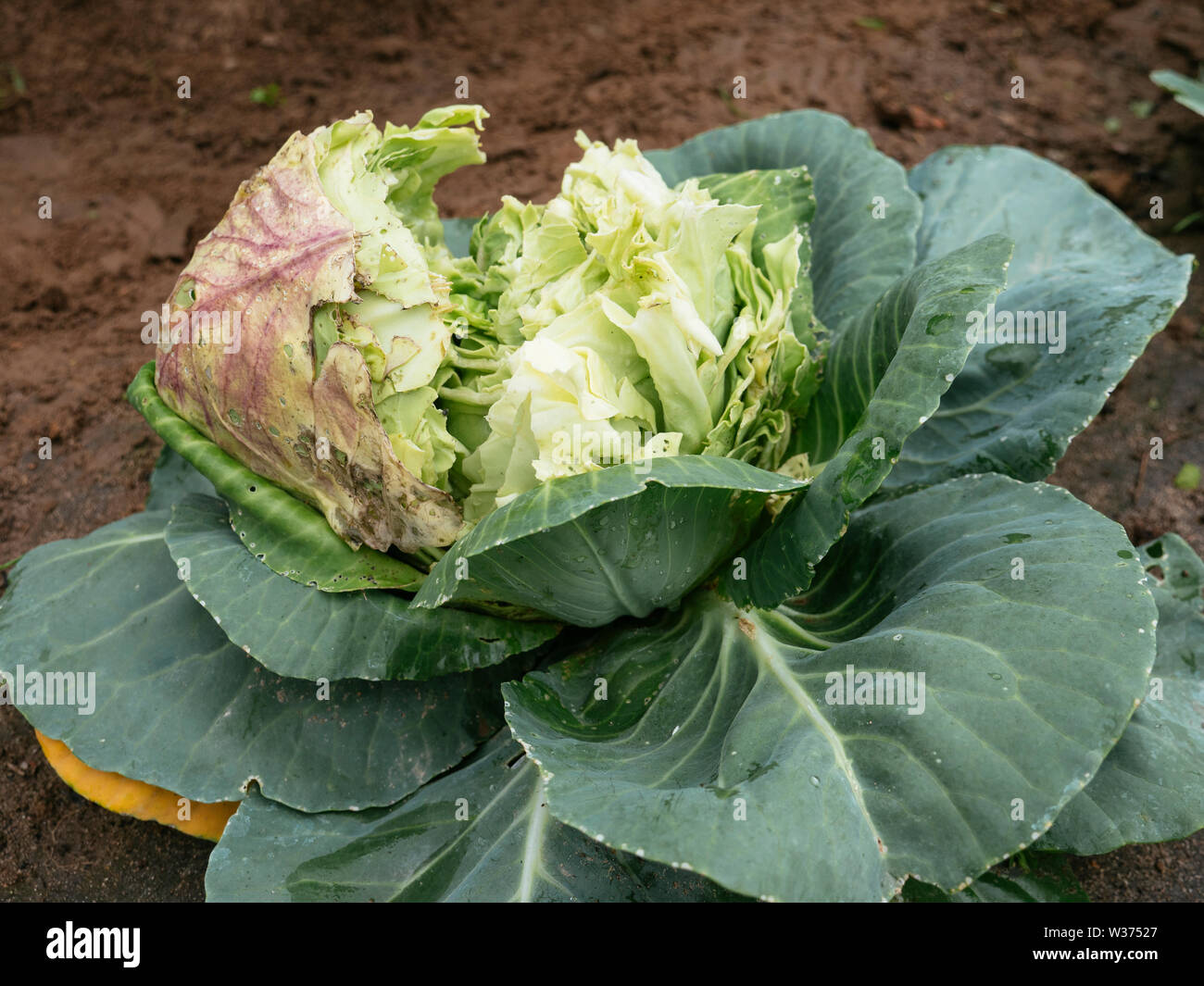 Damage caused by drought hires stock photography and images Alamy