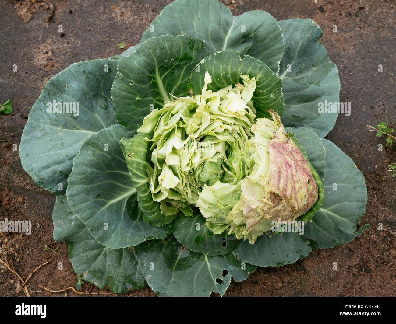 Headed cabbage with a split head caused by abundance of rain after a