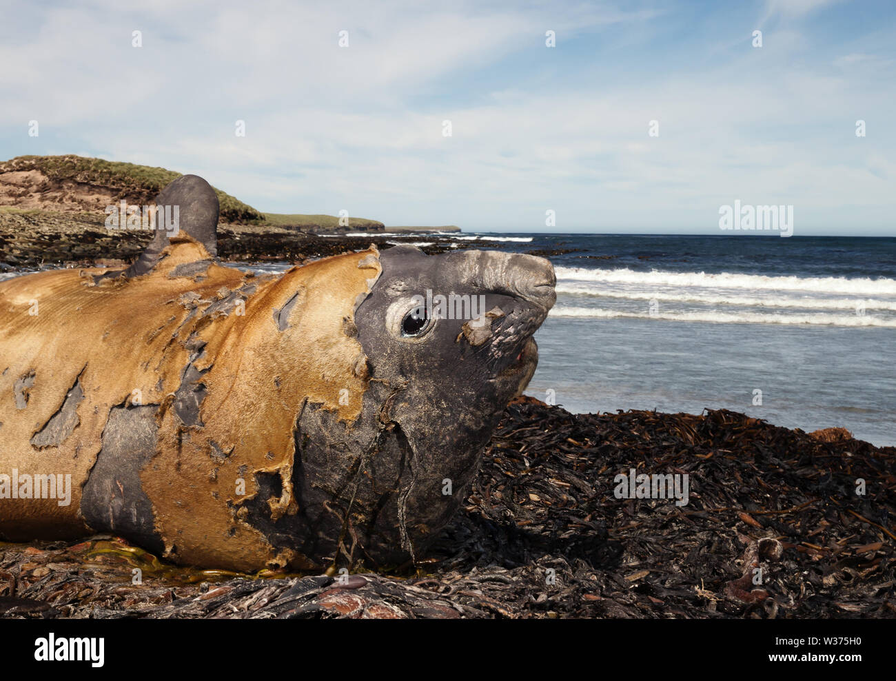 Southern elephant seal lying in the pile of sea weeds, Falkland Islands. Stock Photo