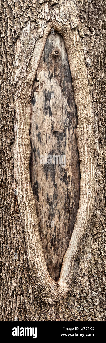 Hole in the bark of a tree close up Stock Photo - Alamy