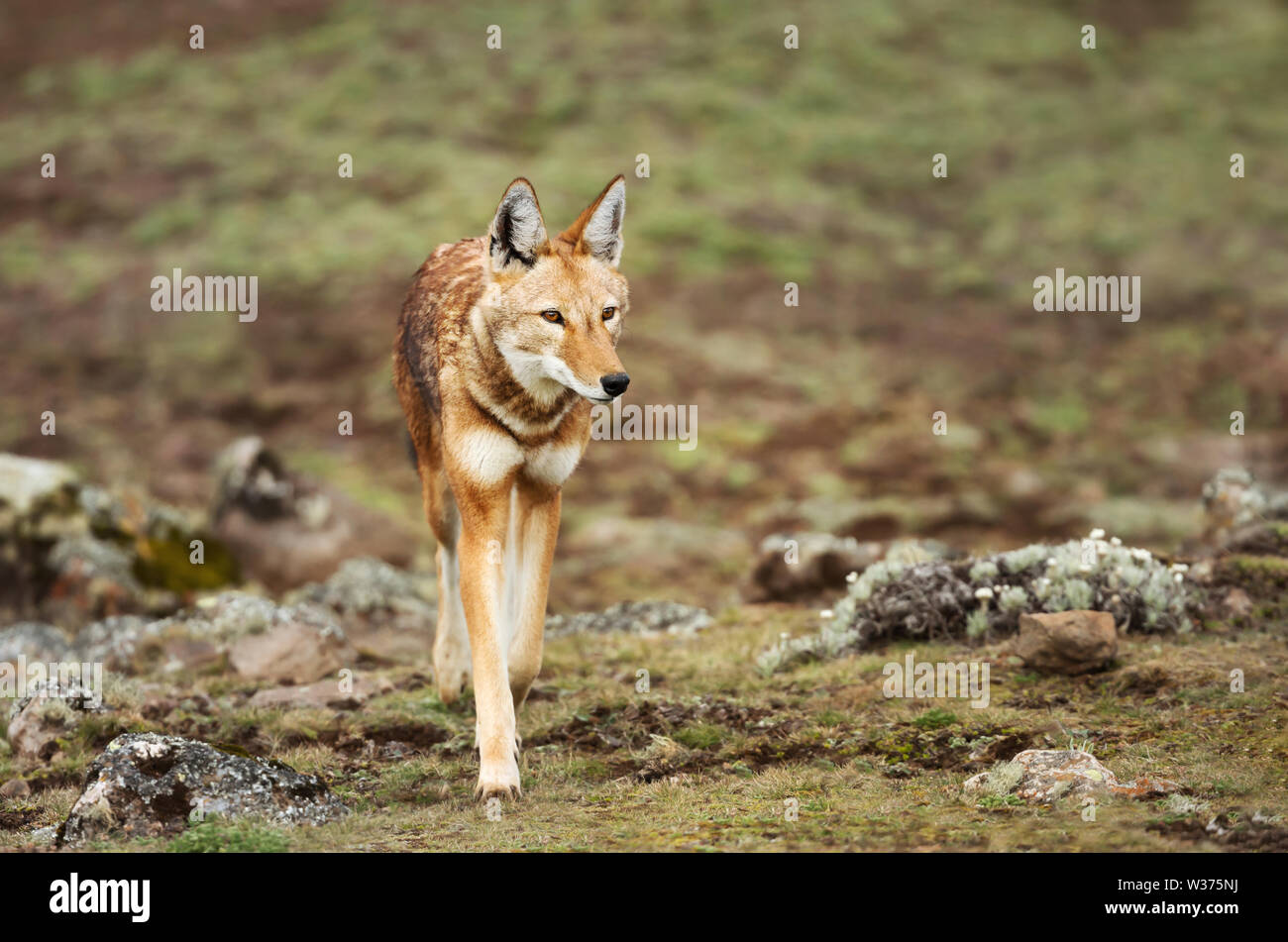 Close up of a rare and endangered Ethiopian wolf (Canis simensis) crossing Bale mountains, Ethiopia. Stock Photo