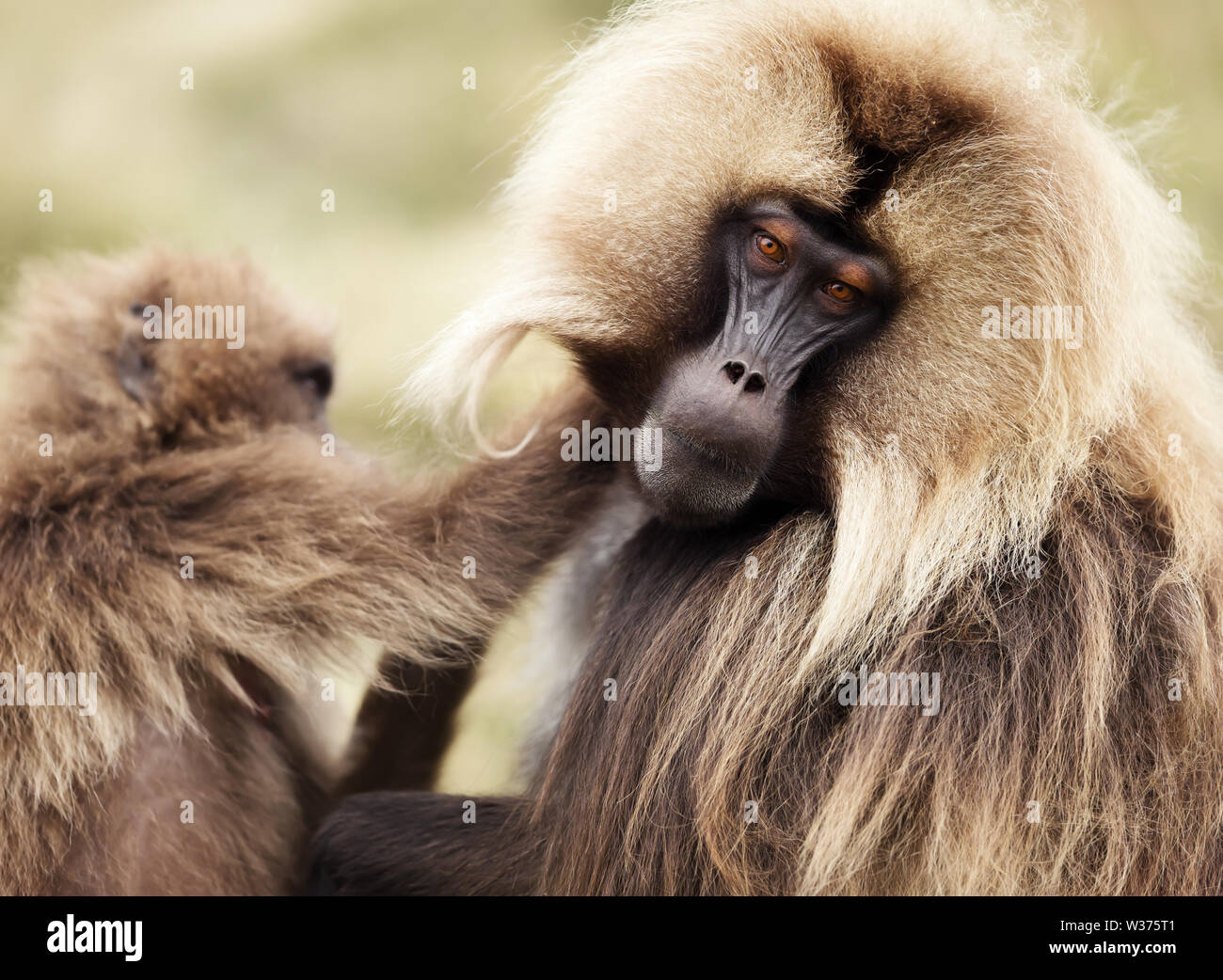 Close up of grooming Gelada monkeys, Simien mountains, Ethiopia. Stock Photo