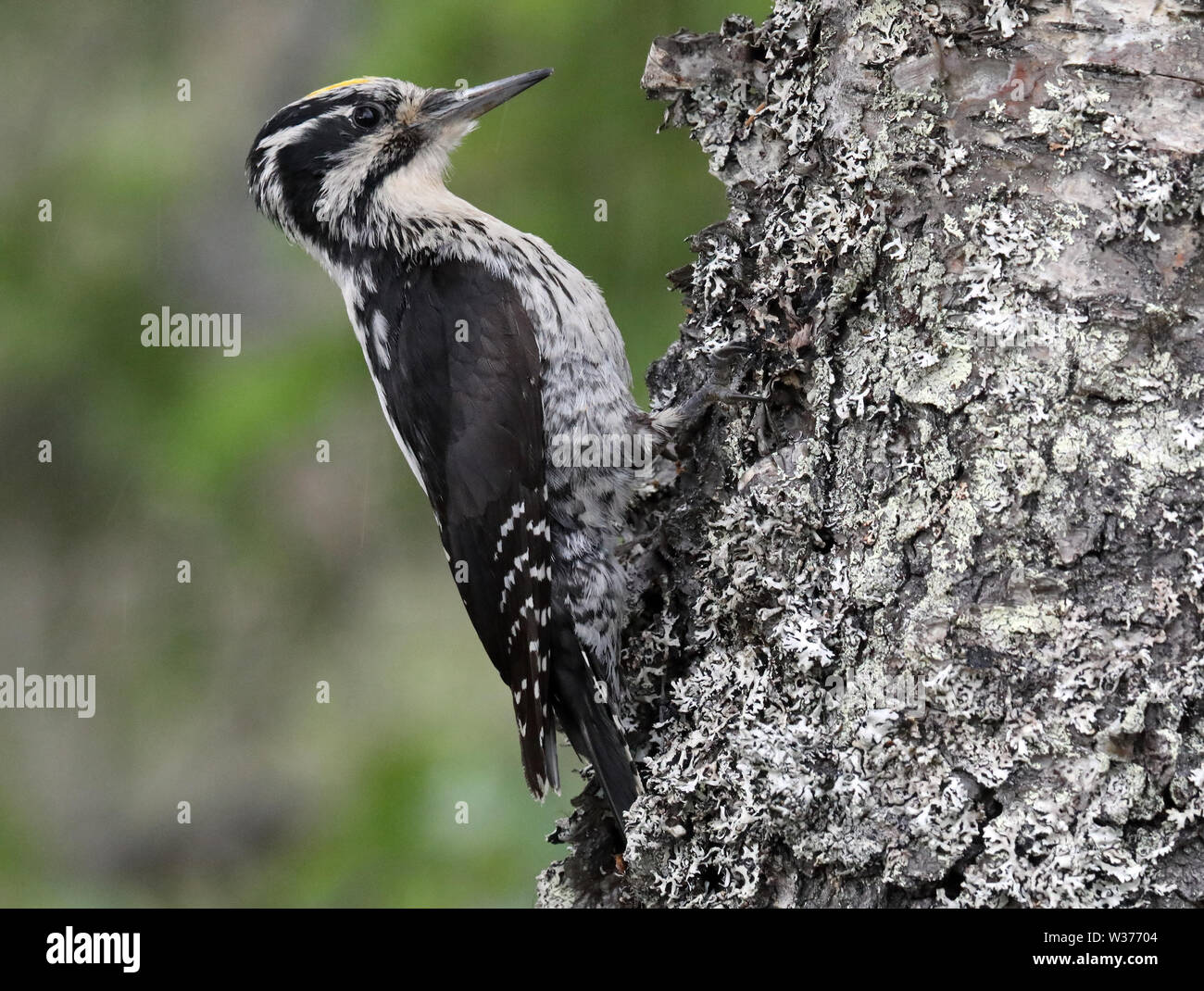 Eurasian three-toed woodpecker, Picoides tridactylus, male sitting on Birch trunk Stock Photo