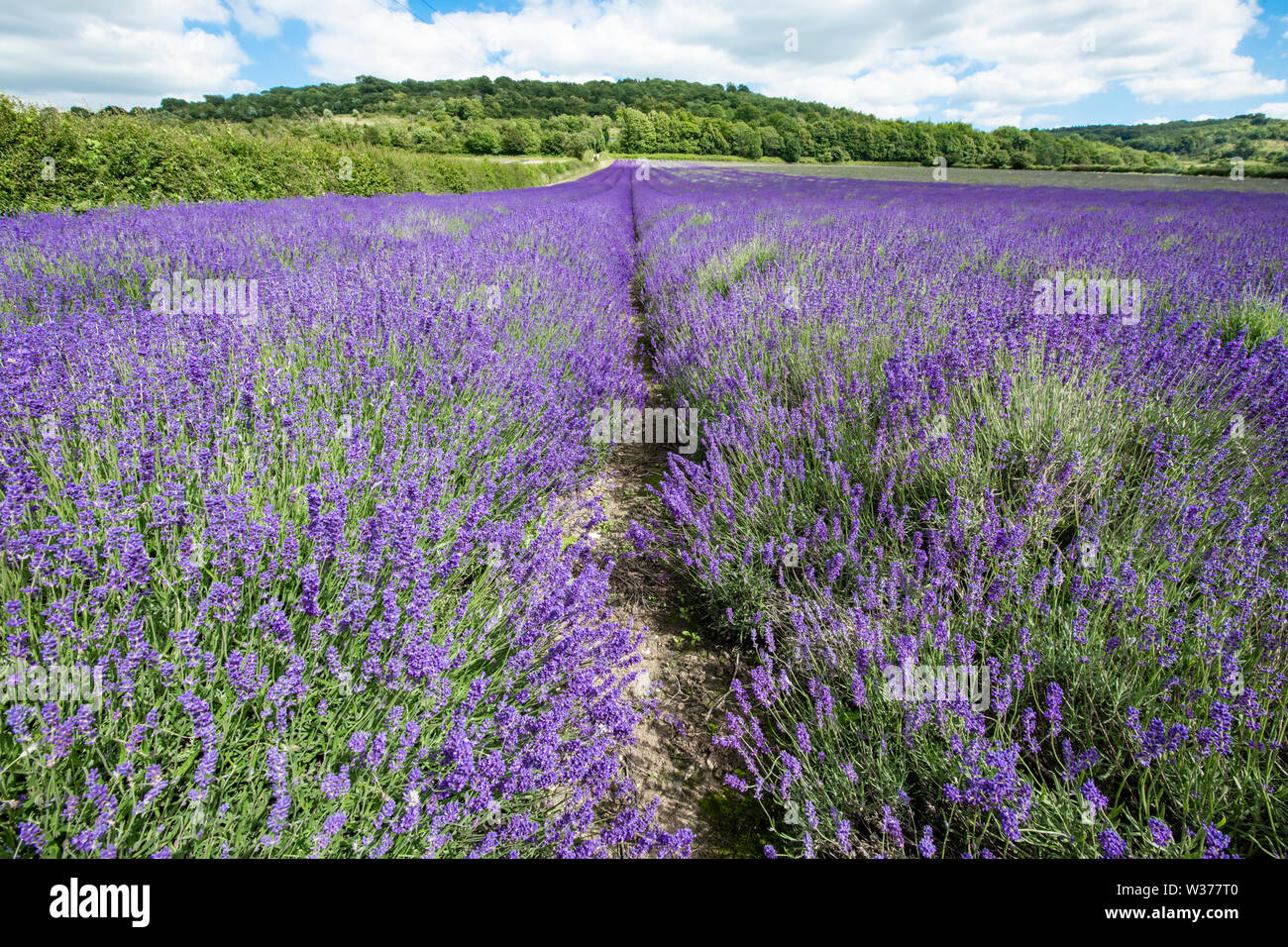 Beautiful Kentish lavender fields, ready for harvest, their bright mauve and purple colours on a sunny day in July summer just prior to harvesting. Stock Photo