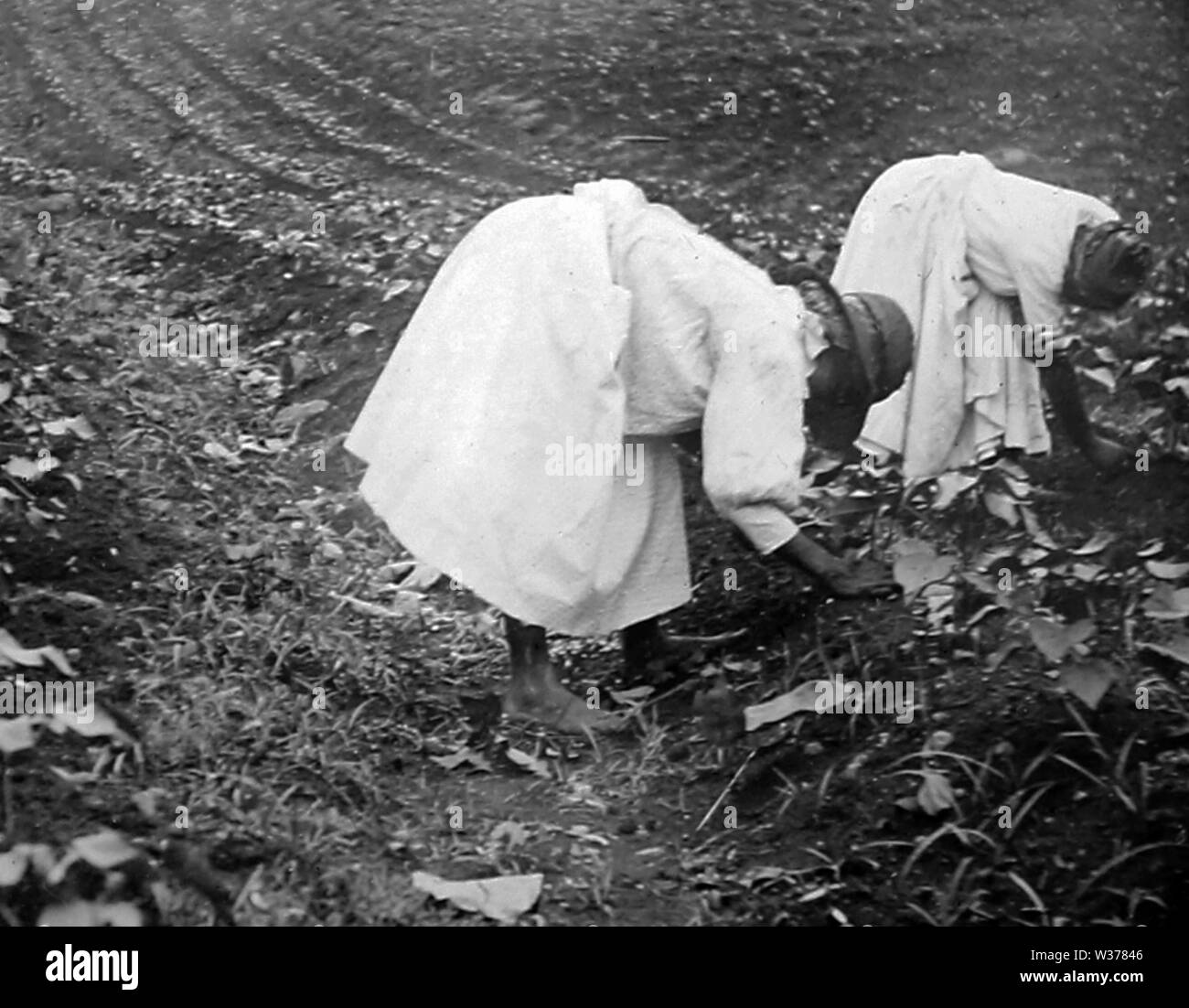 Thinning cotton seadlings,  St Vincent , Caribbean Stock Photo