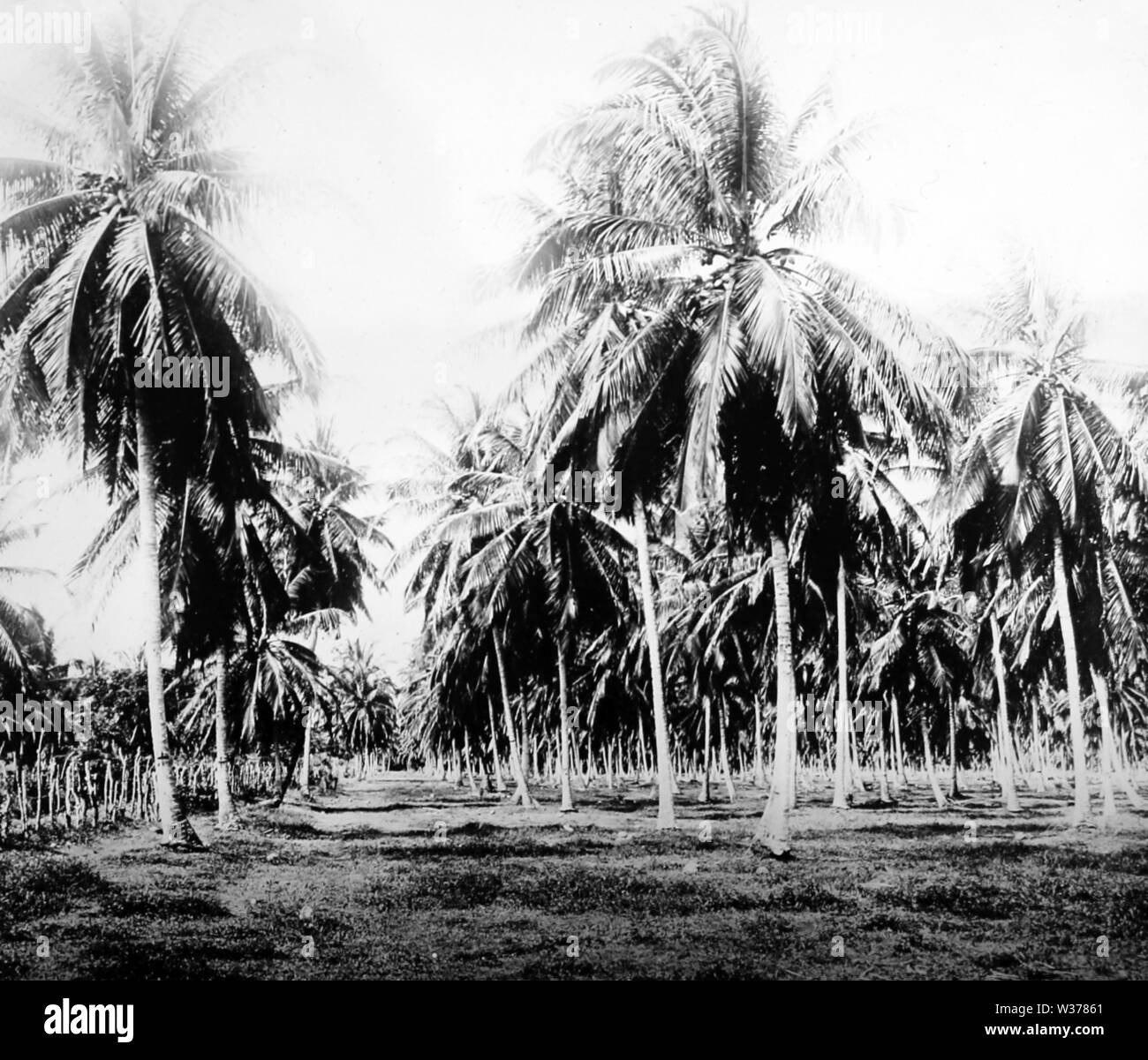 Coconut grove, Jamaica Stock Photo Alamy