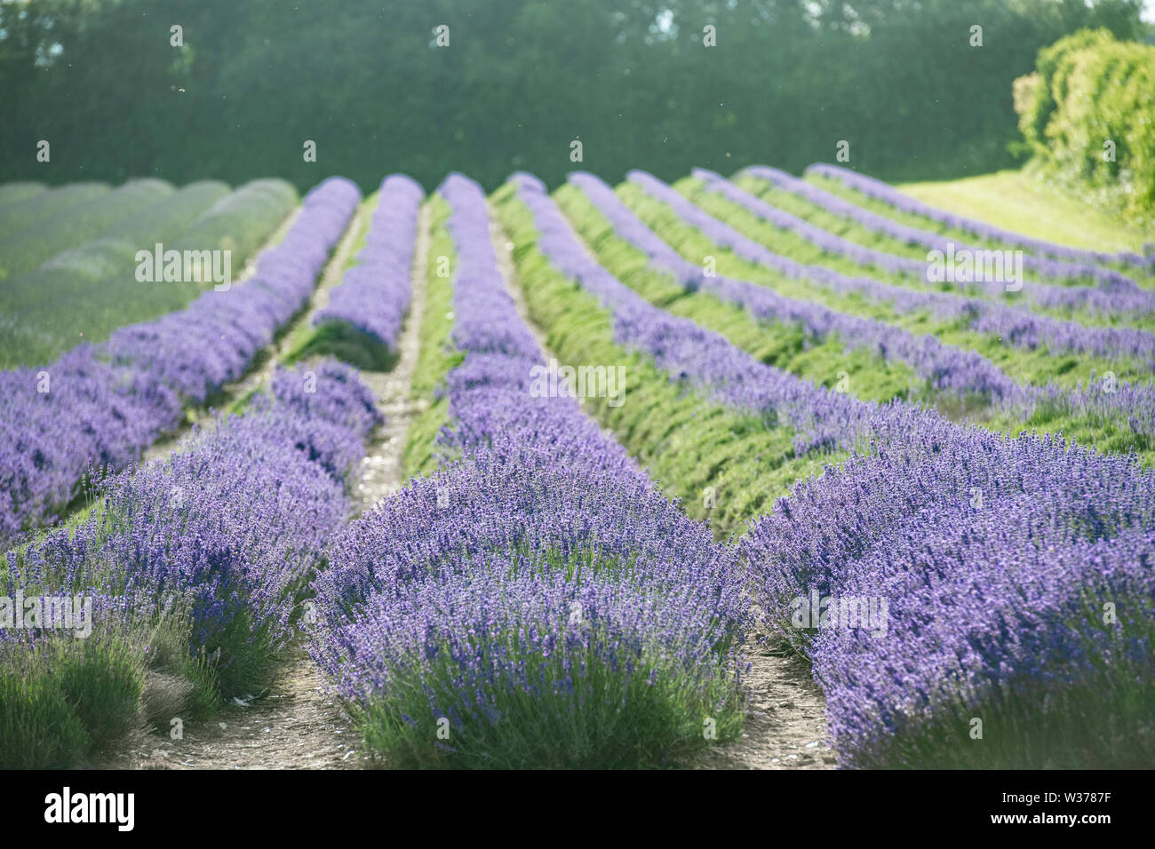 Beautiful Kentish lavender fields, ready for harvest, their bright mauve and purple colours on a sunny day in July summer just prior to harvesting. Stock Photo