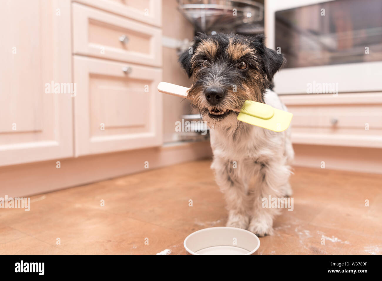 small cute dog cooking and baking - jack russell terrier hound Stock Photo