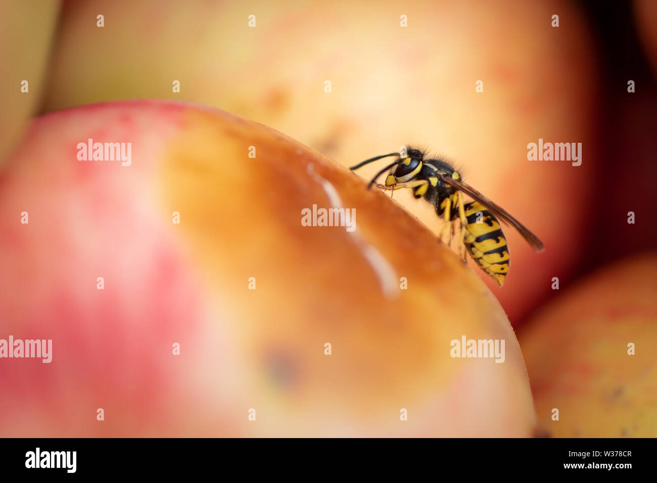 Flying red apple in yellow hi-res stock photography and images - Alamy