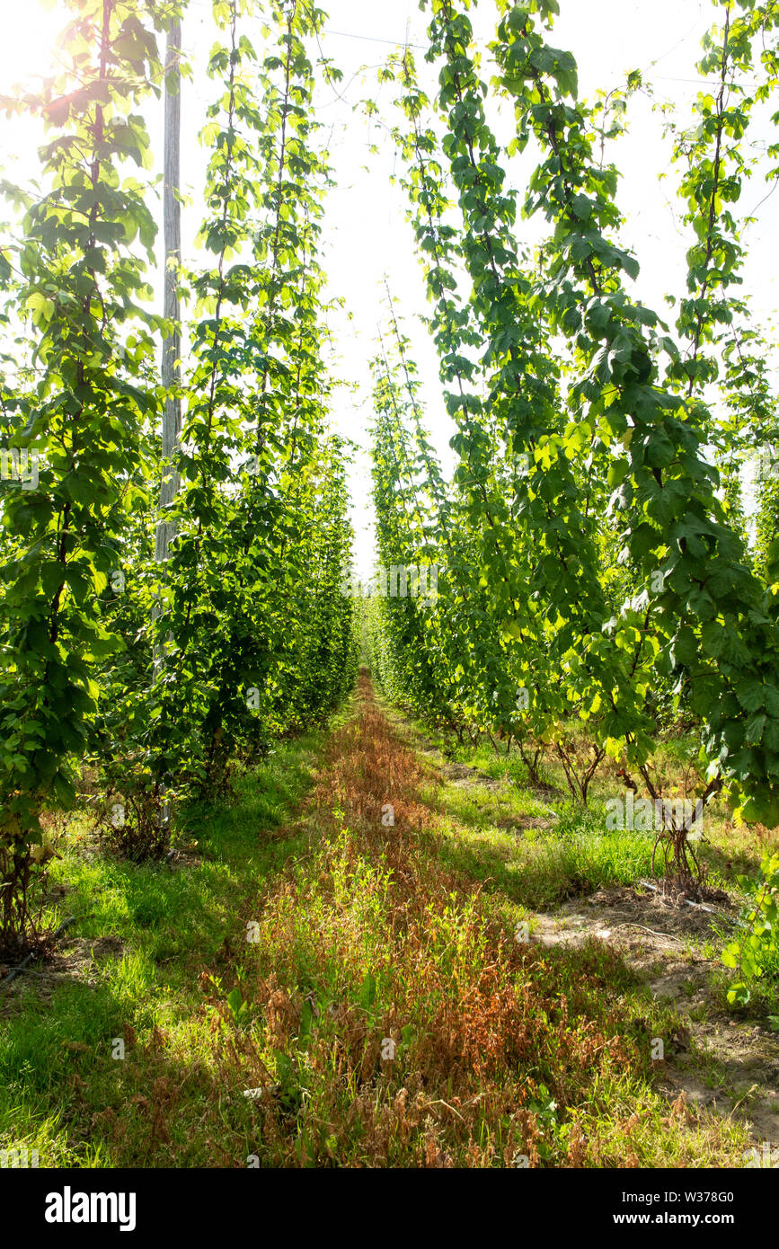 Kent hops fields hires stock photography and images Alamy