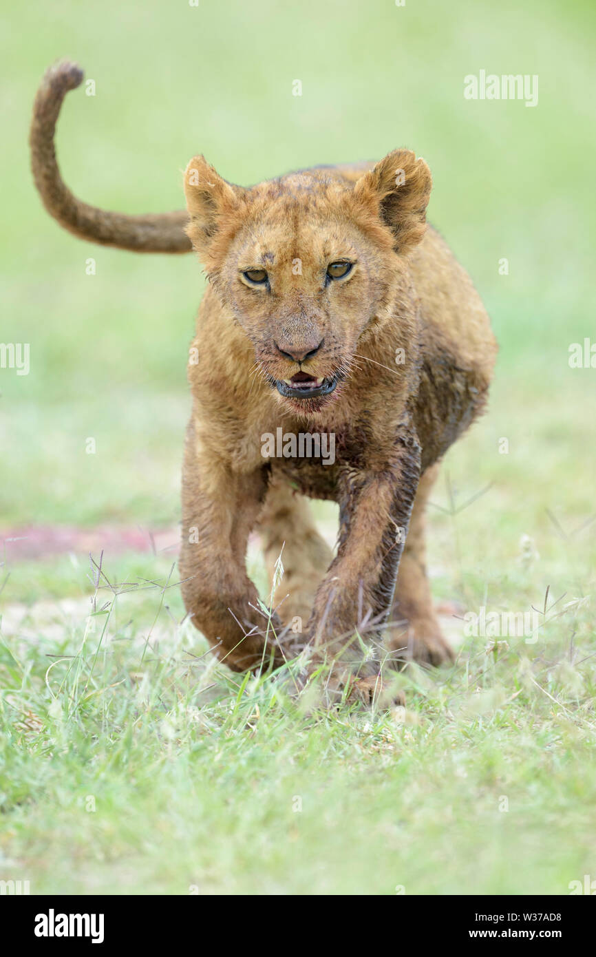 Young lion cub (Panthera leo) playing  in the grass, looking at camera, Maasai Mara National Reserve, Kenya Stock Photo