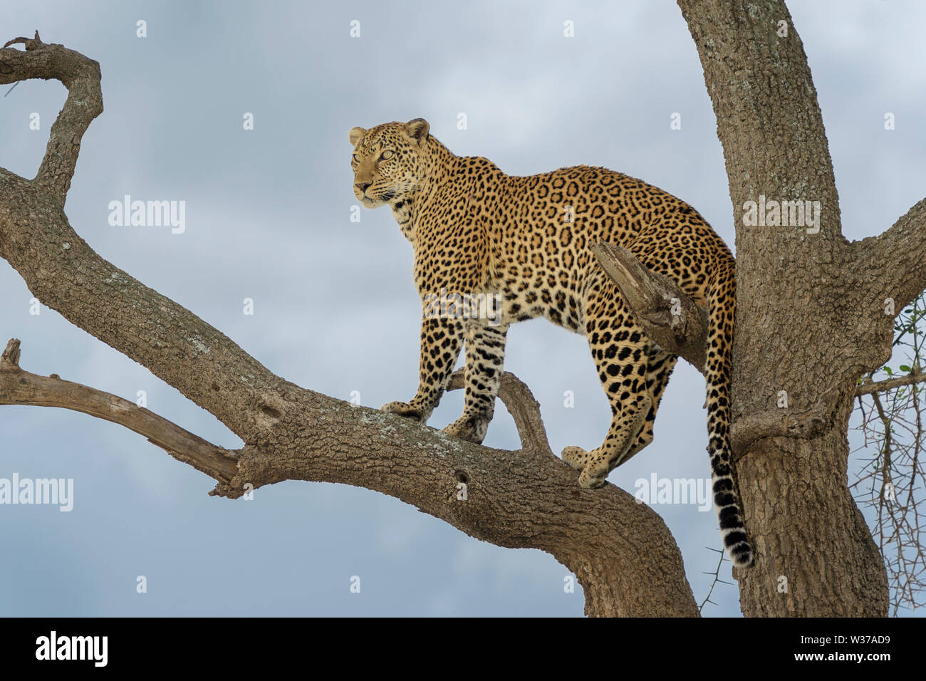 African Leopard (Panthera pardus) standing in acacia tree, Masai Mara, Kenya Stock Photo
