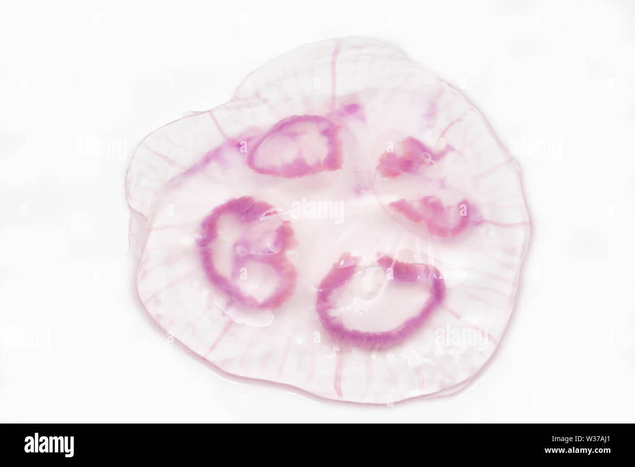A Moon jellyfish, Aurelia aurita, found washed up on Chesil beach in Dorset and photographed on a white background. Dorset England UK GB. Stock Photo