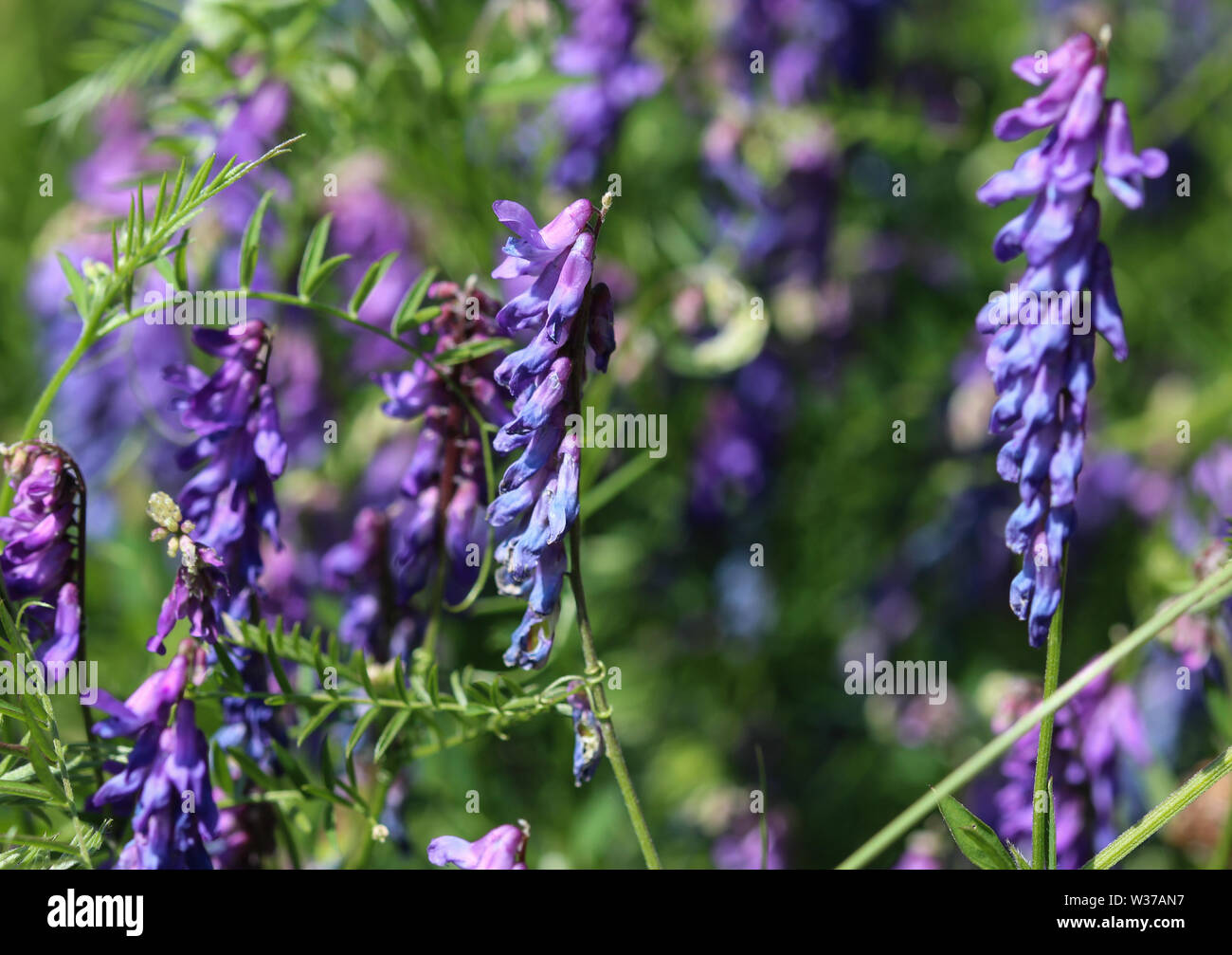 close up of Vicia cracca commonly called tufted vetch, bird or blue ...