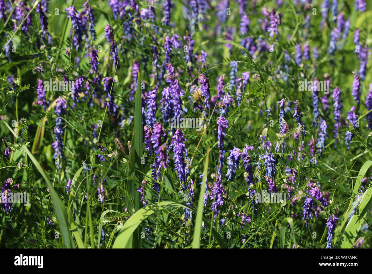 close up of Vicia cracca commonly called tufted vetch, bird or blue ...