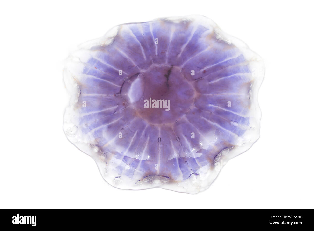 A Blue Jellyfish, Cyanea lamarckii, found washed up on Chesil beach in Dorset and photographed on a white background. Dorset England UK GB Stock Photo