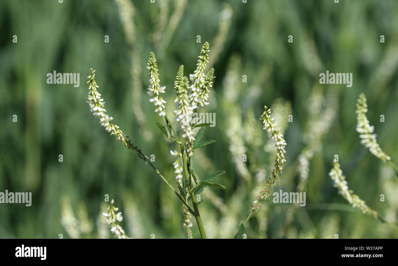 close up of Melilotus albus, also known as honey clover, Bokhara clover (Australia), sweet clover, or white melilot, blooming in summer season Stock Photo