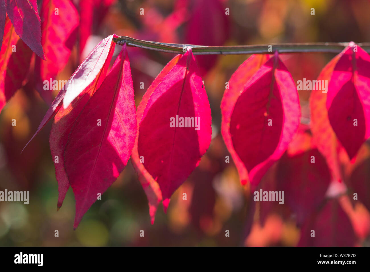 Autumn leaves on the sun and blurred trees . Fall background Stock ...