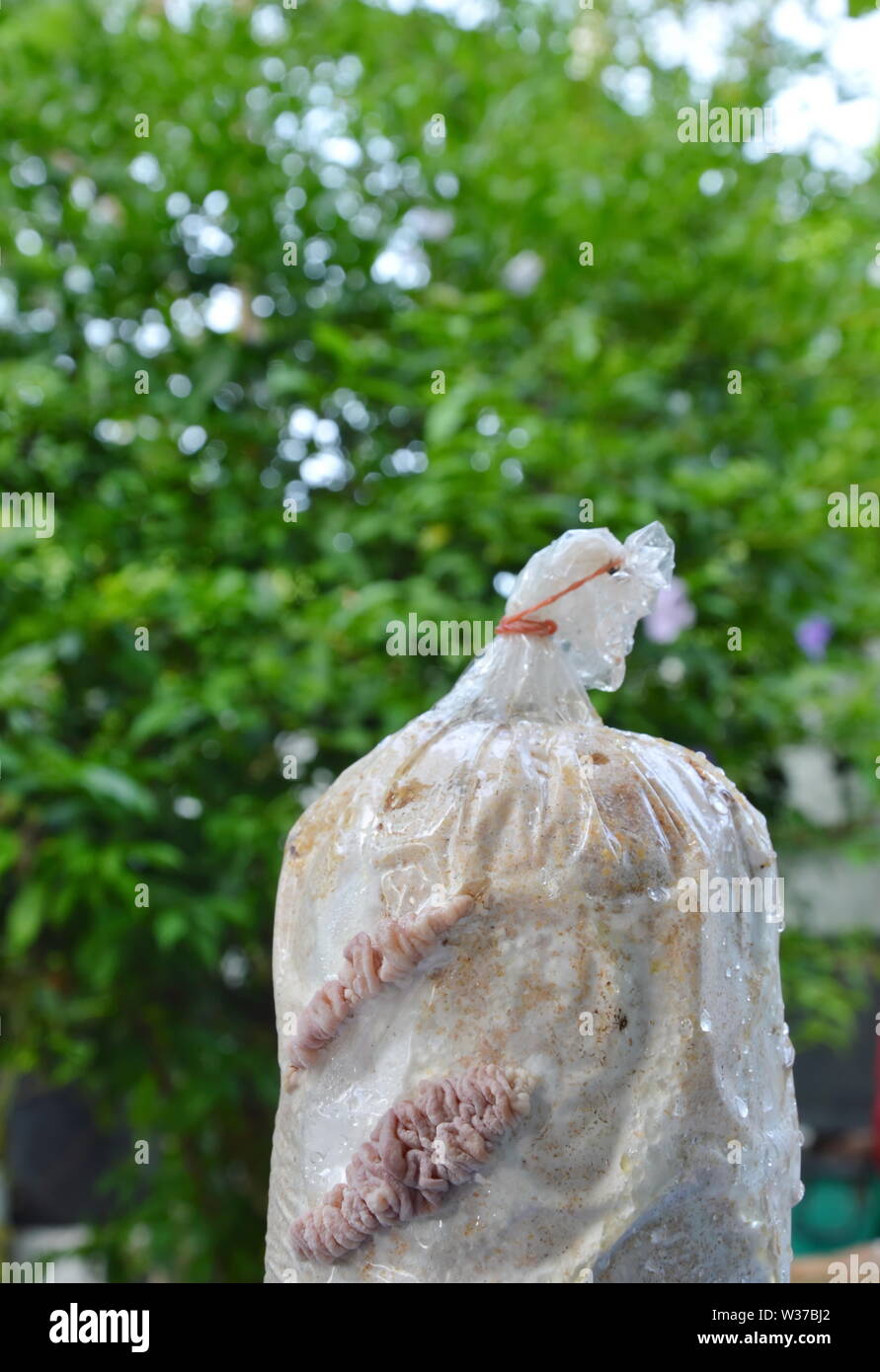 young black mushroom grow from Infected loaf in garden Stock Photo Alamy