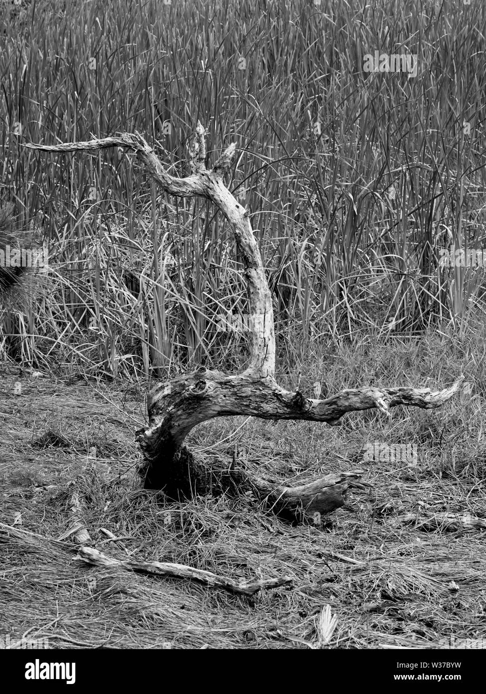 Gulf Shores, AL USA - 05/08/2019 - Dead Tree Branches in Swamp in B&W ...