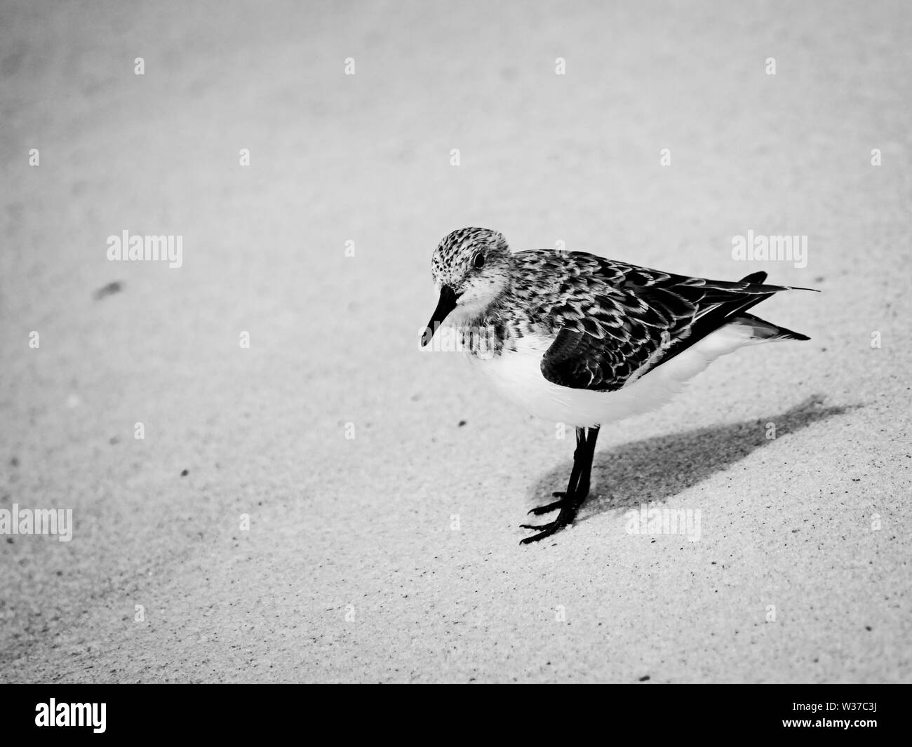 Gulf Shores, AL USA - 05/11/2019  -  Shorebirds in Gulf Shores AL in B&W Stock Photo