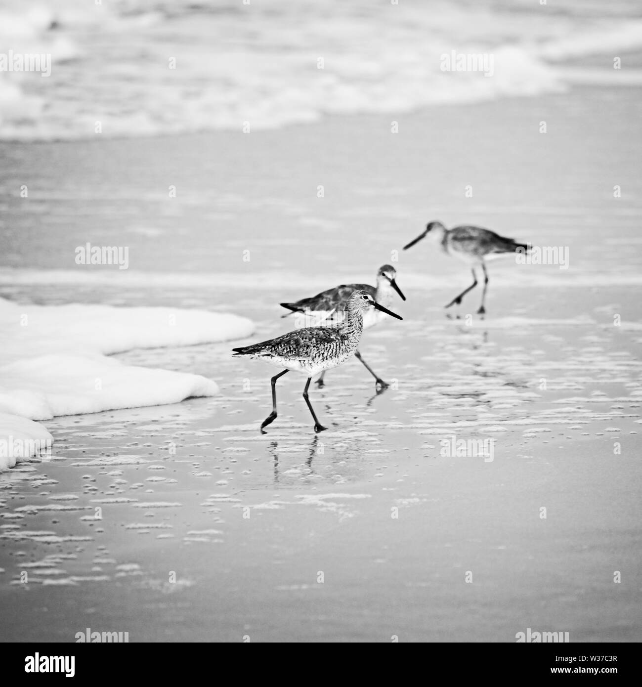 Gulf Shores, AL USA - 05/10/2019  -  Shorebirds Looking for Food in B&W Stock Photo