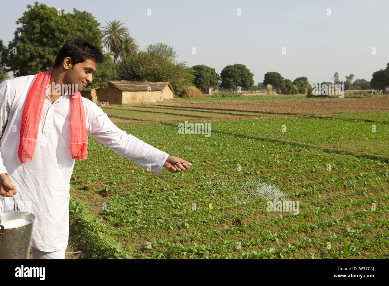 Farmer spreading fertilizer over crop Stock Photo