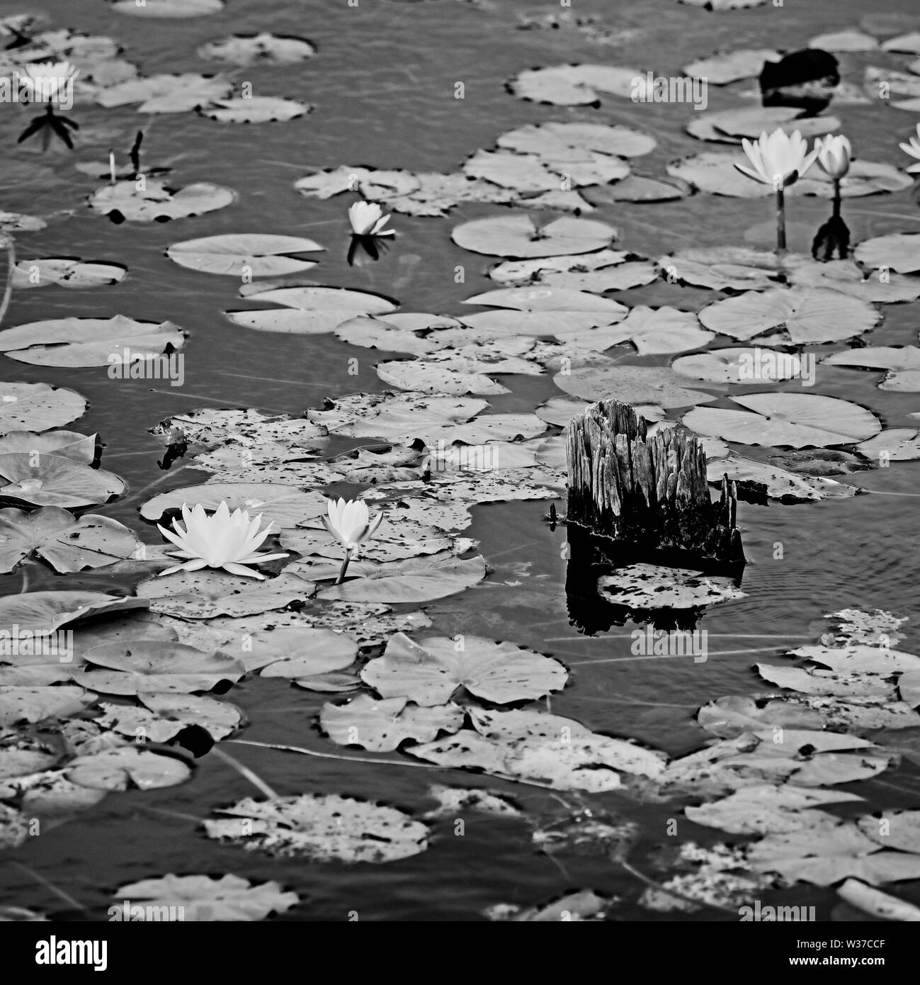 Gulf Shores, AL USA - 05/08/2019  -   White Pond Lily 2 in B&W Stock Photo