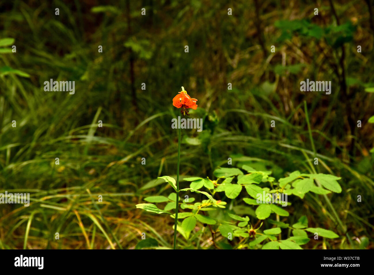 Lone wild Tiger Lily (Lilium columbianum) in the forest of Southern British Columbia in the Cariboo region. Stock Photo