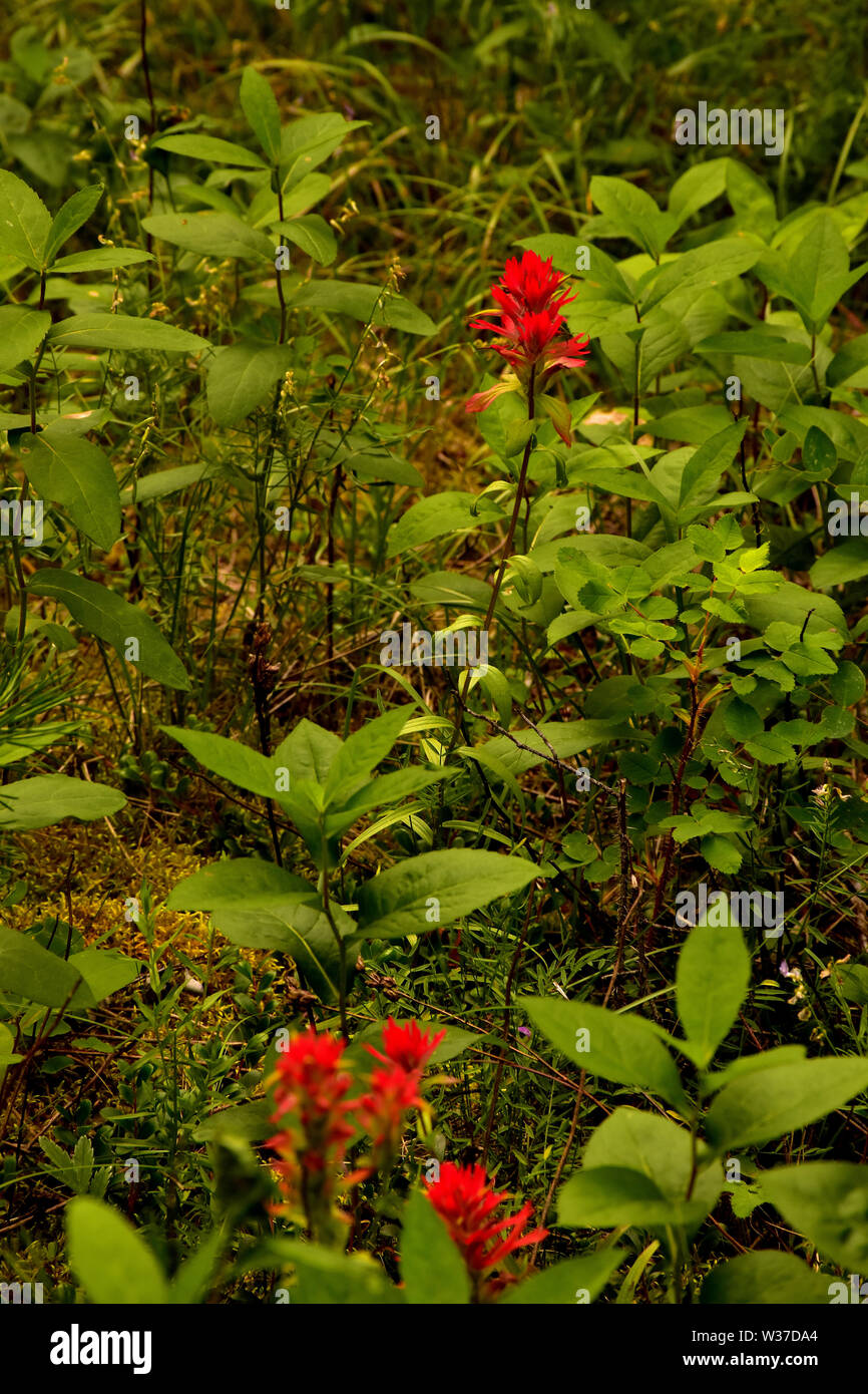 Wildflowers british columbia hi-res stock photography and images - Alamy