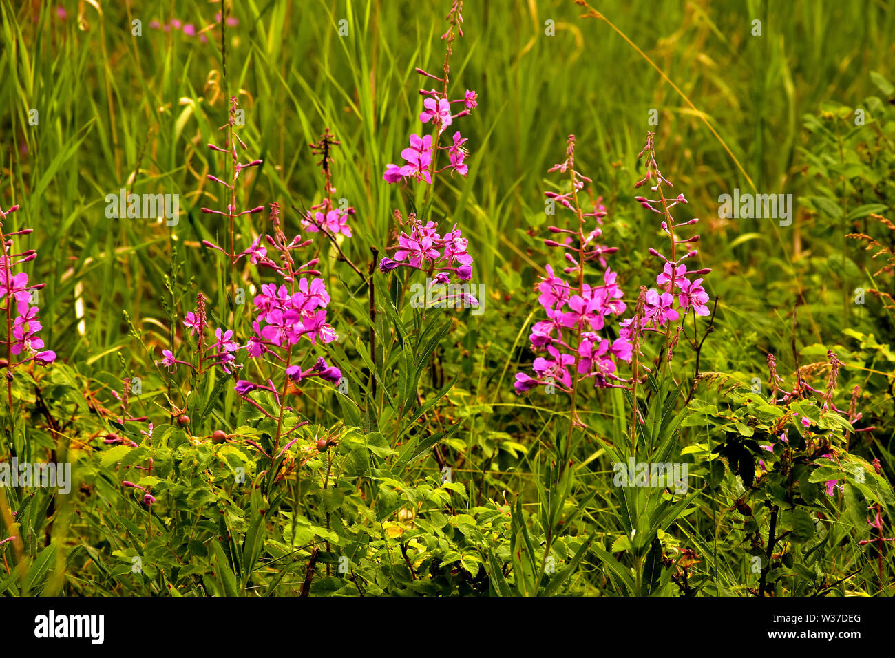 Beautiful Fireweed plant in Southern British Columbia in the Cariboo region. Taken at 4:30 PM. Stock Photo