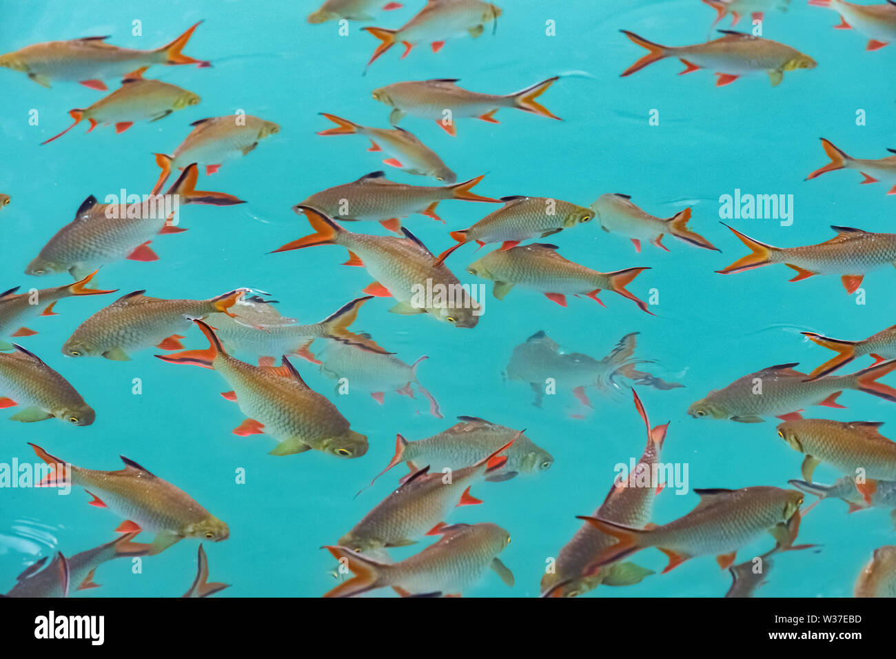 Big group of Red tail carp at Khao Sok National Park in Thailand. Fish in the water background Stock Photo