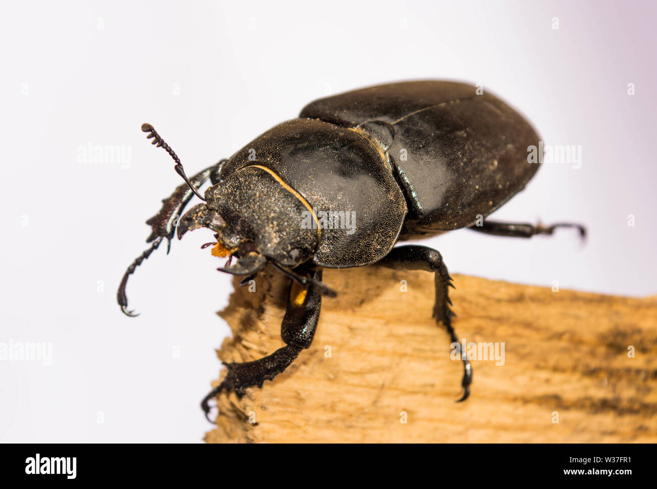 Female Lucanus cervus, stag beetle Stock Photo - Alamy