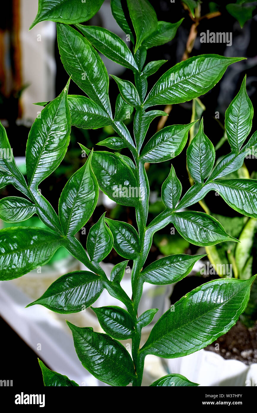 Green Plant Grow Up On The Balcony Room Tree Leaves Closeup
