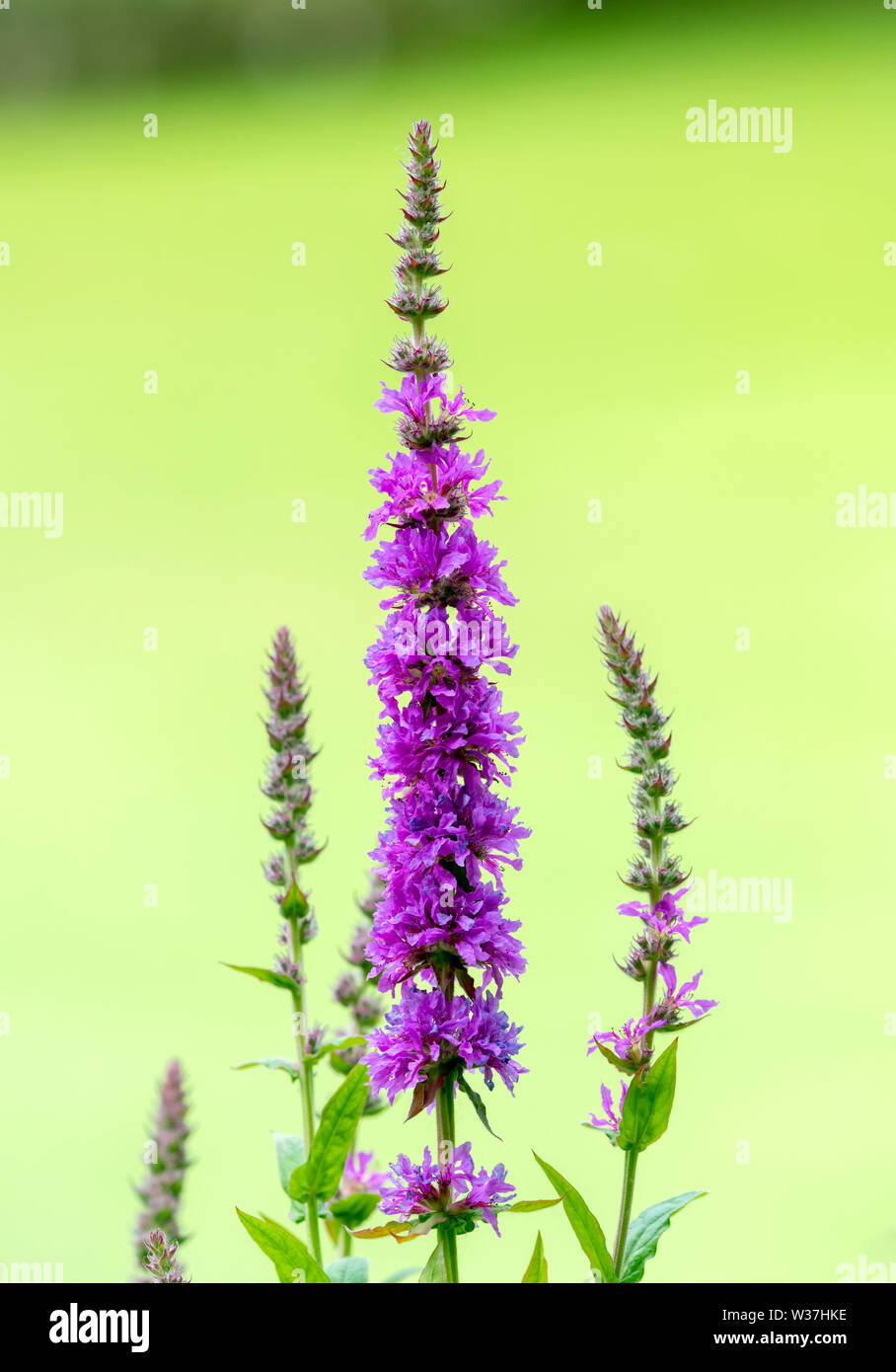 Flower spikes of Purple Loosestrife (Lythrum salicaria) against an out of focus green background Stock Photo