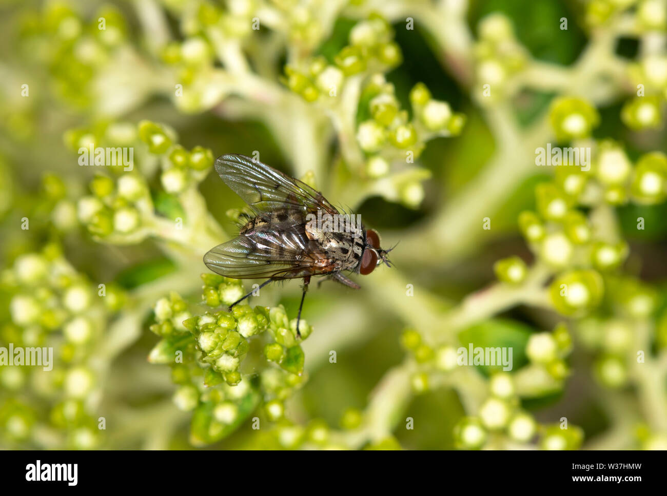 House Fly resting on a flower head of Limelight Hydrangea Stock Photo