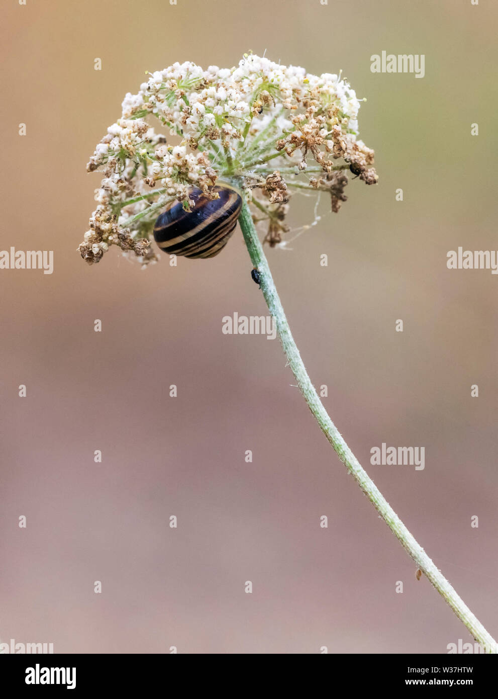 Snail with striped shell at rest under the flower head of a Queen Anne's Lace plant Stock Photo